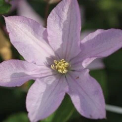 Clematis 'Proteus' -Greenworld Zone CLEM T59434 B h