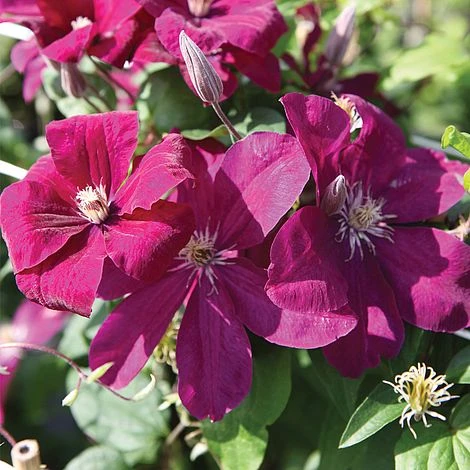 Clematis 'Rouge Cardinal' 1 Clematis 'Rouge Cardinal'