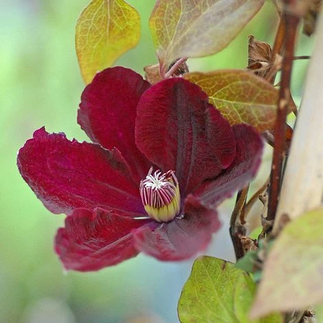 Clematis 'Rouge Cardinal' 2 Clematis 'Rouge Cardinal' - Image 2