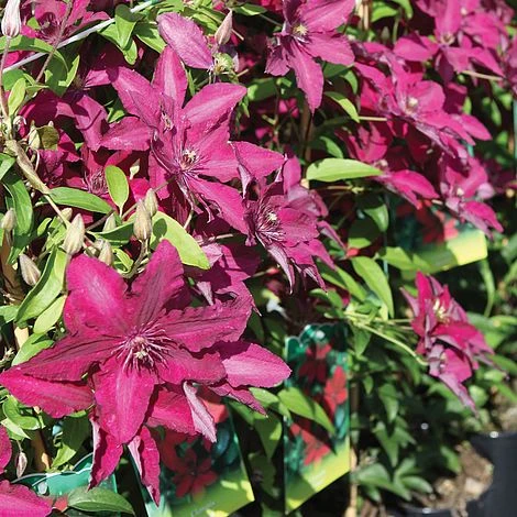 Clematis 'Rüütel' 2 Clematis 'Rüütel' - Image 2