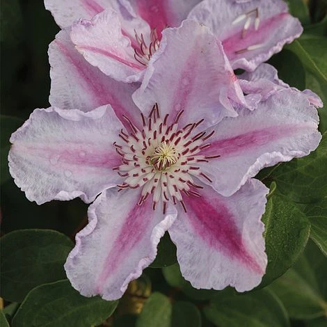 Clematis 'Tudor' 1 Clematis 'Tudor'