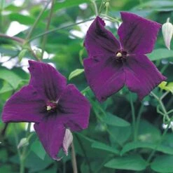 Clematis Viticella 'Polish Spirit' 7 Clematis Viticella 'Polish Spirit' -Greenworld Zone CLEM T59458 A h