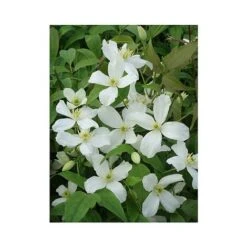 Clematis Montana 'Grandiflora' -Greenworld Zone CLEM T66150 A h