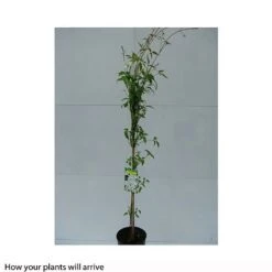 Clematis Montana 'Grandiflora' -Greenworld Zone CLEM T66150 B h