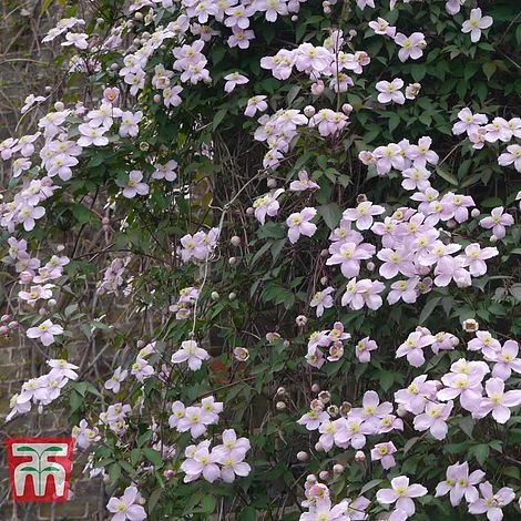 Clematis Montana 'Rubens' 2 Clematis Montana 'Rubens' - Image 2