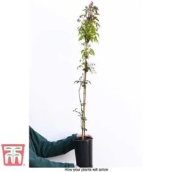 Clematis Montana 'Rubens' 8 Clematis Montana 'Rubens' -Greenworld Zone CLEM T66151 C