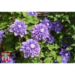 Clematis 'Multi Blue' -Greenworld Zone CLEM T66153 A