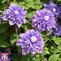 Clematis 'Multi Blue' -Greenworld Zone CLEM T66153 B1