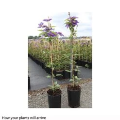 Clematis 'Multi Blue' -Greenworld Zone CLEM T66153 B h