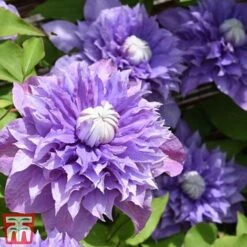 Clematis 'Multi Blue' -Greenworld Zone CLEM T66153 D