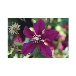 Clematis 'Niobe' -Greenworld Zone CLEM T66155 A h