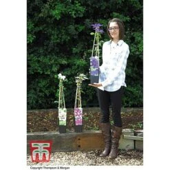 Clematis 'The President' -Greenworld Zone CLEM T66160 E