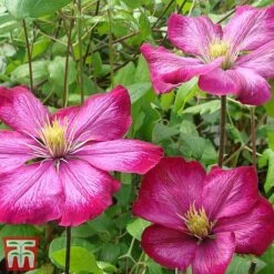 Clematis 'Ville De Lyon' -Greenworld Zone CLEM T66161 C