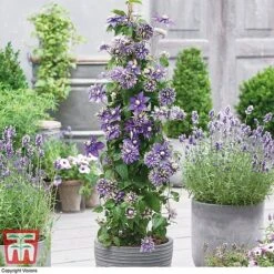 Clematis Florida 'Taiga' 19 Clematis Florida 'Taiga' -Greenworld Zone CLEM T71512 B1