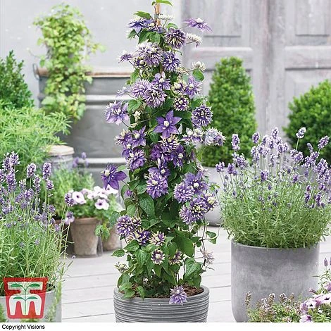 Clematis Florida 'Taiga' 10 Clematis Florida 'Taiga' - Image 10