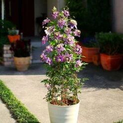 Clematis Florida 'Taiga' 18 Clematis Florida 'Taiga' -Greenworld Zone CLEM T71512 B h