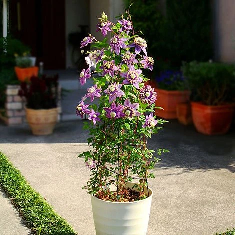 Clematis Florida 'Taiga' 9 Clematis Florida 'Taiga' - Image 9