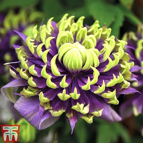 Clematis Florida 'Taiga' 1 Clematis Florida 'Taiga'