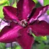 Clematis Amethyst Beauty&trade; Evipo043