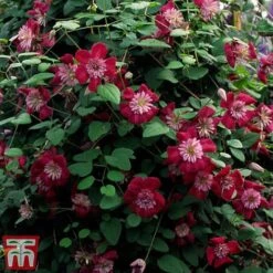Clematis Avant-Garde&trade; Evipo033 -Greenworld Zone CLEM T77107 C