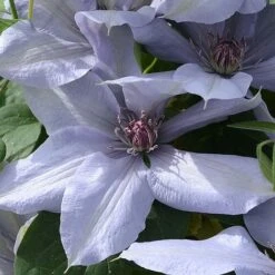 Clematis Bernadine&trade; Evipo061