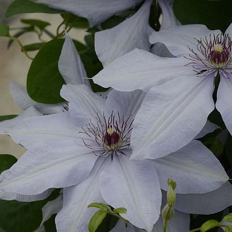 Clematis Bernadine™ Evipo061 2 Clematis Bernadine™ Evipo061 - Image 2
