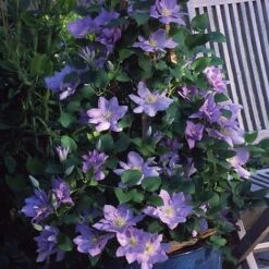 Clematis Cezanne&trade; Evipo023 -Greenworld Zone CLEM T77110 C h