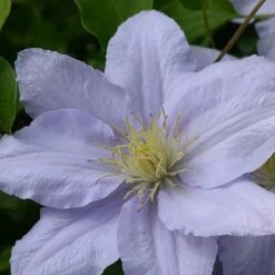 Clematis Chelsea&trade; Evipo051