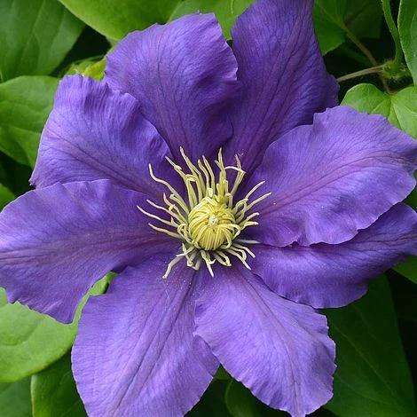 Clematis Chevalier™ Evipo040 2 Clematis Chevalier™ Evipo040 - Image 2