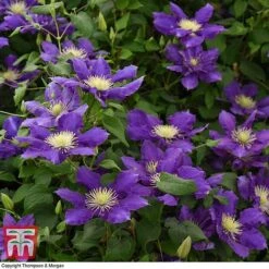 Clematis Chevalier™ Evipo040 8 Clematis Chevalier™ Evipo040 -Greenworld Zone CLEM T77113 D