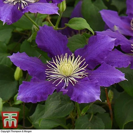 Clematis Chevalier™ Evipo040 5 Clematis Chevalier™ Evipo040 - Image 5