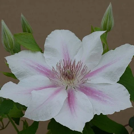 Clematis Corinne™ Evipo063 1 Clematis Corinne™ Evipo063