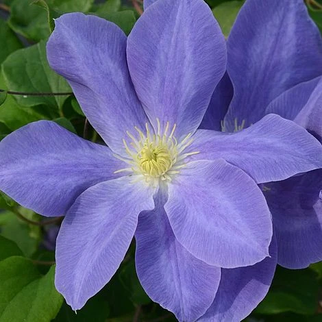 Clematis Diana's Delight™ Evipo026 1 Clematis Diana's Delight™ Evipo026