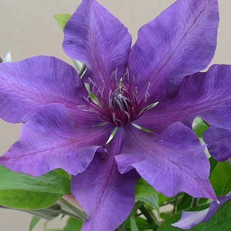 Clematis Fleuri™ Evipo042 1 Clematis Fleuri™ Evipo042