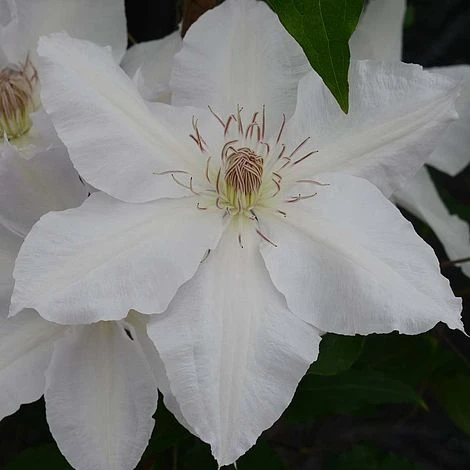 Clematis Hyde Hall™ Evipo009 1 Clematis Hyde Hall™ Evipo009