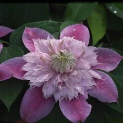 Clematis Josephine&trade; Evijohill