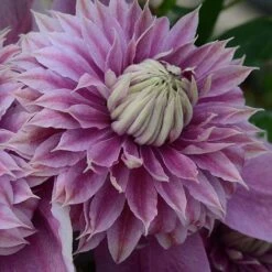 Clematis Josephine&trade; Evijohill -Greenworld Zone CLEM T77125 C h
