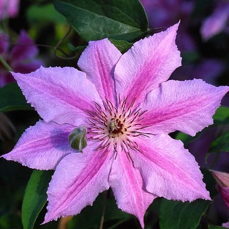 Clematis Ooh La La™ Evipo041 2 Clematis Ooh La La™ Evipo041 - Image 2