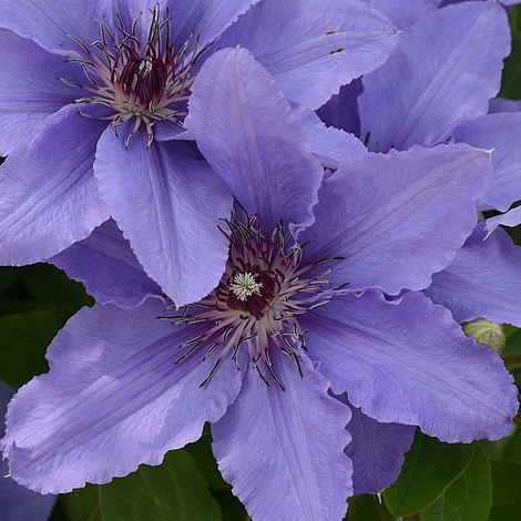Clematis Parisienne™ Evipo019 1 Clematis Parisienne™ Evipo019