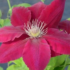 Clematis Rebecca™ Evipo016 5 Clematis Rebecca™ Evipo016 -Greenworld Zone CLEM T77132 A h