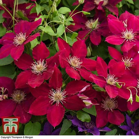 Clematis Rebecca™ Evipo016 1 Clematis Rebecca™ Evipo016