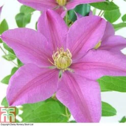 Clematis 'Sally'&trade; Evipo077 -Greenworld Zone CLEM T77135 A