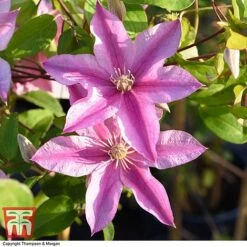 Clematis 'Sally'&trade; Evipo077 -Greenworld Zone CLEM T77135 AA