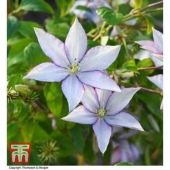 Clematis 'Samaritan Jo'™ Evipo075 16 Clematis 'Samaritan Jo'™ Evipo075 -Greenworld Zone CLEM T77136 AA