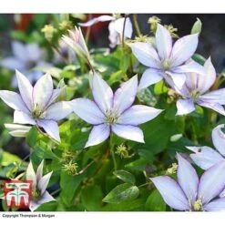 Clematis 'Samaritan Jo'™ Evipo075 17 Clematis 'Samaritan Jo'™ Evipo075 -Greenworld Zone CLEM T77136 BB
