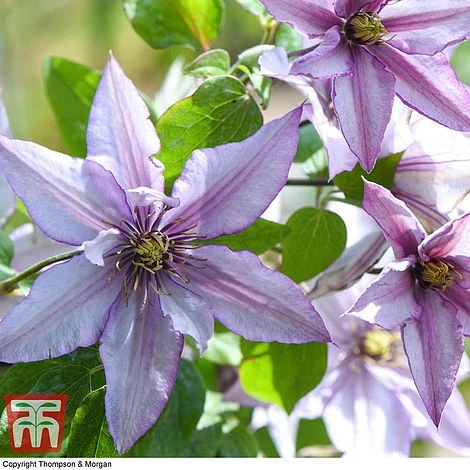 Clematis 'Samaritan Jo'™ Evipo075 2 Clematis 'Samaritan Jo'™ Evipo075 - Image 2
