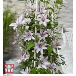 Clematis 'Samaritan Jo'™ Evipo075 18 Clematis 'Samaritan Jo'™ Evipo075 -Greenworld Zone CLEM T77136 CC