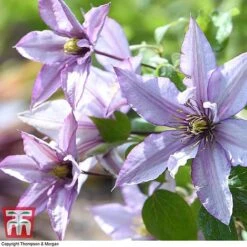 Clematis 'Samaritan Jo'™ Evipo075 12 Clematis 'Samaritan Jo'™ Evipo075 -Greenworld Zone CLEM T77136 D
