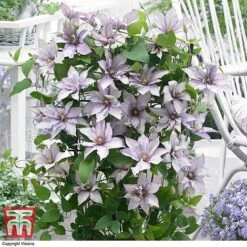 Clematis 'Samaritan Jo'™ Evipo075 19 Clematis 'Samaritan Jo'™ Evipo075 -Greenworld Zone CLEM T77136 DD