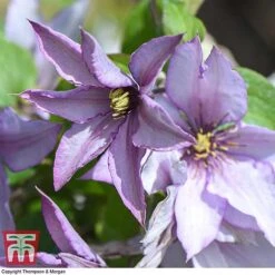 Clematis 'Samaritan Jo'™ Evipo075 13 Clematis 'Samaritan Jo'™ Evipo075 -Greenworld Zone CLEM T77136 E